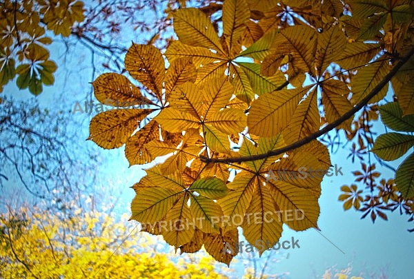Autumn,  Autumn chestnut leaves