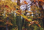 Autumn, Autumn forest 