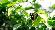 Butterfly,  Mainau in Lake Constance, Germany