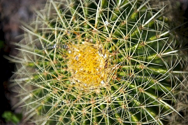 Green Cactus with yellow Fleck