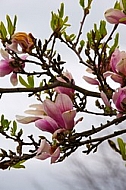 Magnolia liliiflora