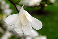 Magnolia liliiflora