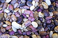 Phaseolus vulgaris, the common bean