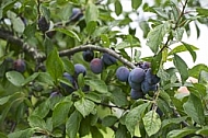 Plum-tree, plum, purple, fruit.