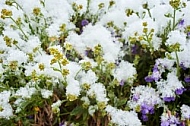 Spring, Flower, Snow