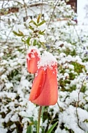 Spring, Flower, Snow