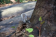 Squirrel in Central Park in New York City, United States