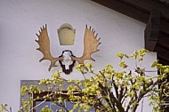Stag wall decor