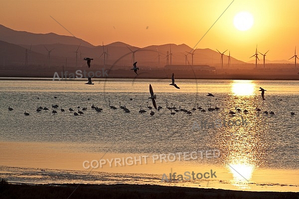Sunset wih flamingos, Capoterra, Sardinia, italy 