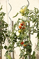 Tree Tomatoes, red, ripe, green, immature.