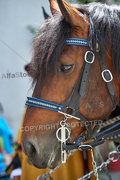 2015-06-07 Historische Festumzüge in Füssen, Bavaria, Germany