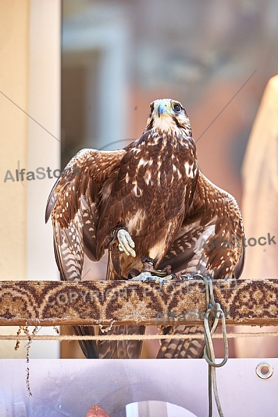 2015-06-07 Historische Festumzüge in Füssen, Bavaria, Germany