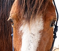  Horse eye