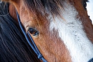  Horse eye