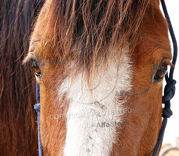  Horse eye