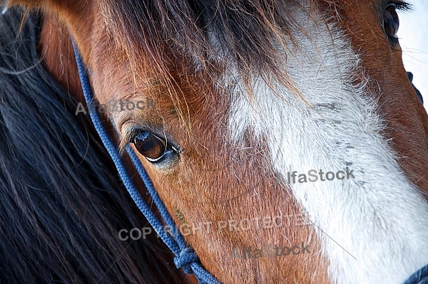  Horse eye