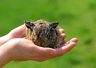 A kid is a rabbit in a child s hand.