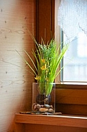 A vase plant