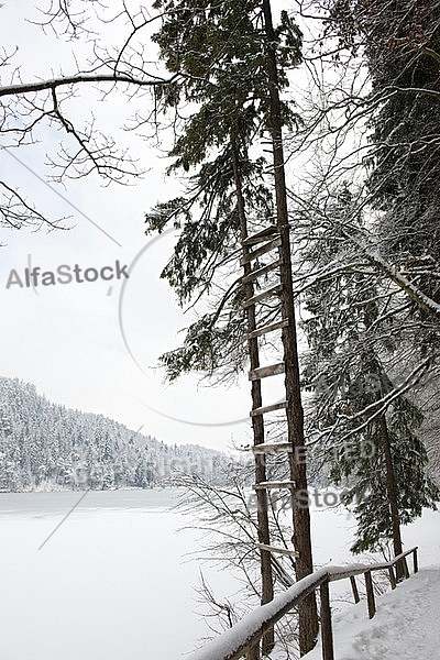 Alatsee, Winter, Bavaria, Germany