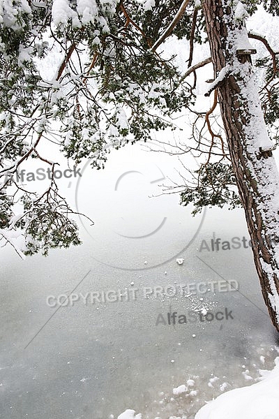 Alatsee, Winter, Bavaria, Germany