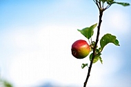 Apple tree