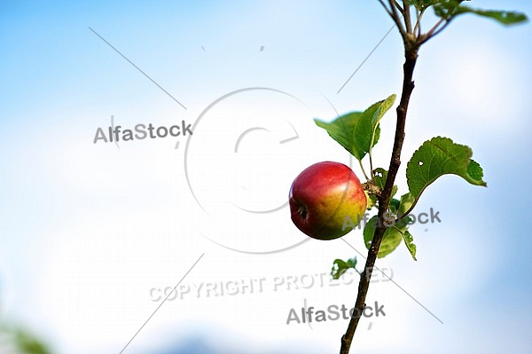 Apple tree