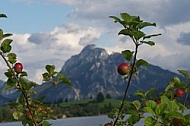 Apple tree with mountain in the background