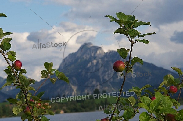 Apple tree with mountain in the background