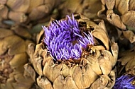 Artichoke Flower