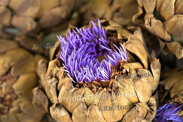 Artichoke Flower