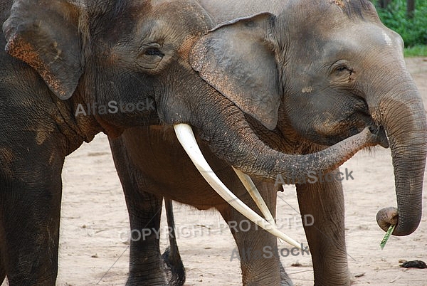 Asian Elephants