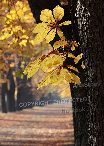 Autumn_1