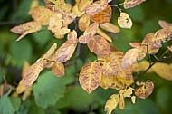 Autumn forest