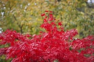 Autumn forest