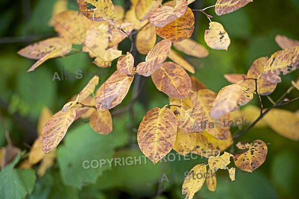 Autumn forest