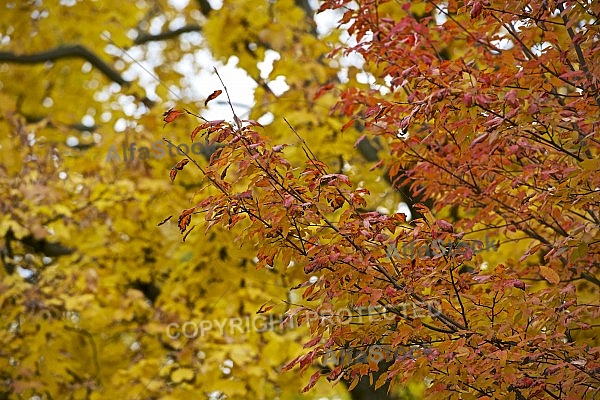 Autumn forest