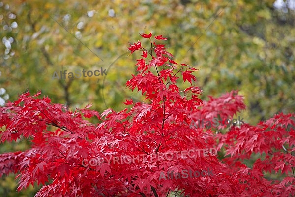 Autumn forest