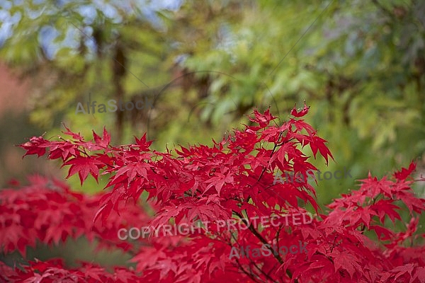 Autumn forest