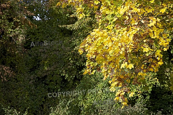 Autumn forest