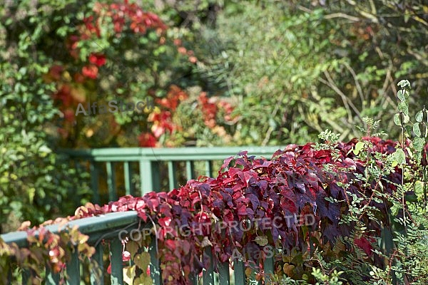 Autumn forest