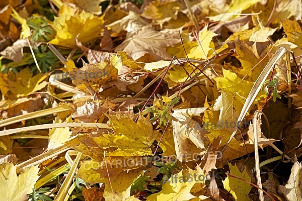 Autumn forest