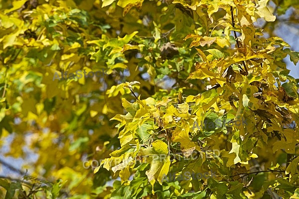 Autumn forest