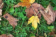 Autumn leaf color