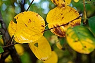 Autumn leaf color