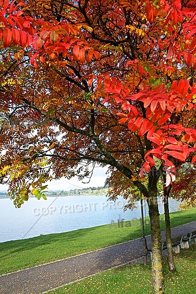 Autumn leaf color