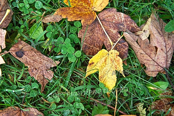 Autumn leaf color