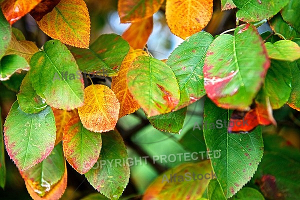 Autumn leaf color