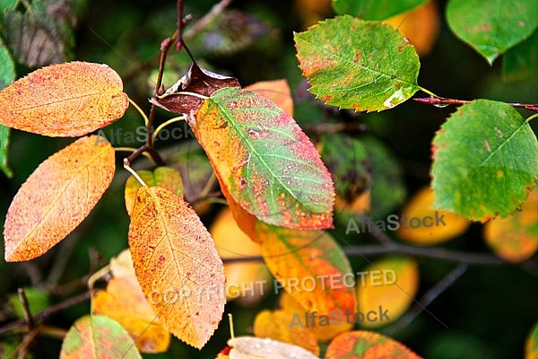 Autumn leaf color