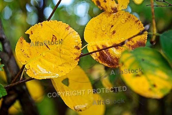 Autumn leaf color