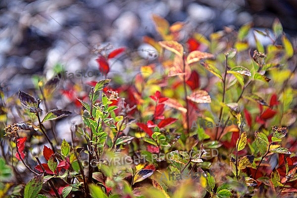 Autumn leaf color